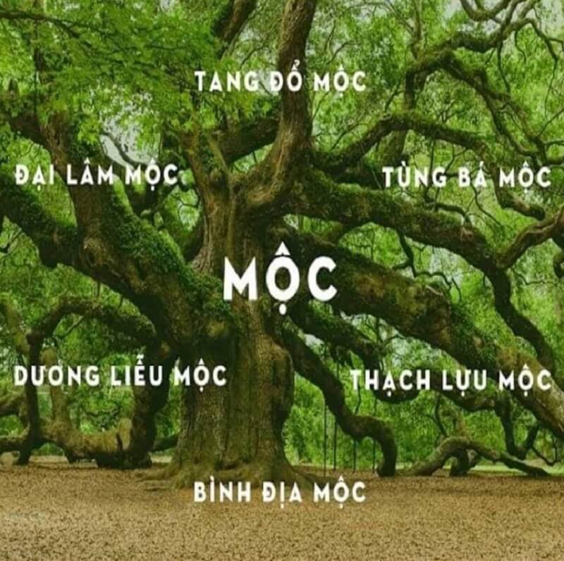 Mệnh mộc hợp màu gì và những điều cần biết